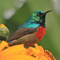 Northern Double-collared Sunbird